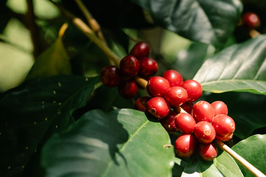 Red coffee berries growing on tree branch
